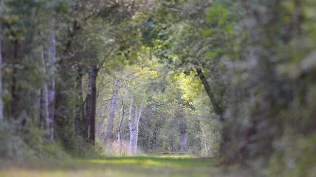 Wild boar soe with her striped piglets crossing and foraging in a forest path in the late sunny afternoon. Sus scrofa, Sologne, Loiret 45, r&eacute;gion Centre Val de Loire, France, European Union, Europe