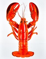 Whole lobster with bright red shell and intricate details, isolated on pristine white background.