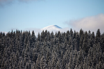 A panoramic view of a densely packed, snow-covered coniferous forest  in the foreground, with the distant, perfectly rounded snow-capped peak of a mountain visible against a light blue sky. © Марина Билык