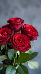 Obraz premium Close up of deep red roses in full bloom with soft blurred background