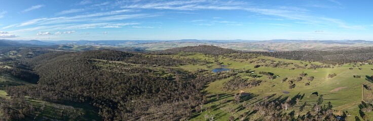Fototapeta premium beautiful cattle in Australia eating grass, grazing on pasture. Herd of cows free range beef being regenerative raised on an agricultural farm. Sustainable farming on rolling green hills