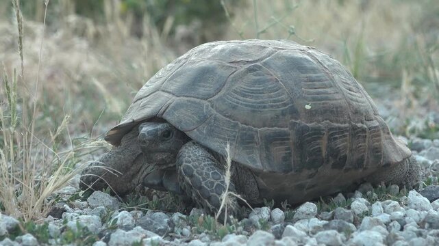 Anatolian Tortoise Close Up 4K Video