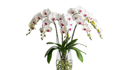 White Orchid Flowers in Glass Vase with Green Leaves on Black Background pink purple