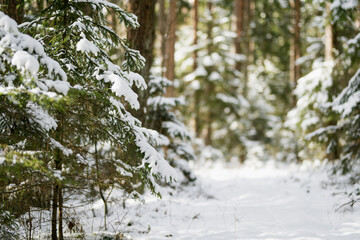 Fototapeta premium Snow rests on fir branches in a forest, soft light filtering through evergreens. Quiet winter moment in a Lithuanian woodland, serene and untouched.