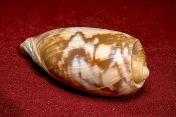 Glossy Olive Shell Resting on Rich Red Sparkling Sand Background