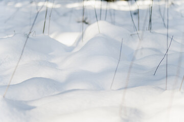 Naklejka premium Snow-covered hummocks rise in soft undulations across a frozen bog, dotted with grass stems. A quiet winter rhythm in a Lithuanian wetland, sculpted by cold and time.