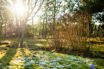 Naklejka premium Dry flower stalks with dark seed heads catch the low winter sun in a glowing backlight. Quiet remnants of past bloom holding form in the golden stillness of the off-season.