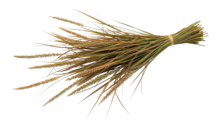 Bunch of dried wheat stalks and green grass image