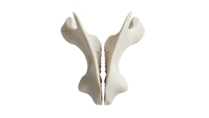 Two white bird wing bones symmetrically arranged on black background bird bone avian skeleton