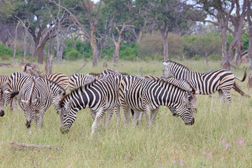 Herd of Zebra grazing, Okavango Delta, Botswana
