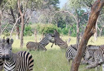 Naklejka premium Two Zebra sparring, Okavango Delta, Botswana 