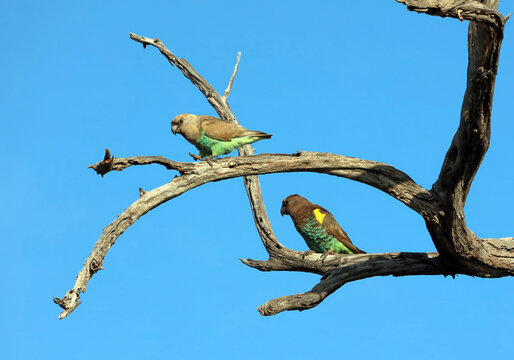 Two Meyer's Parrots on a dead tree branch, Okavango Delta, Botswana
