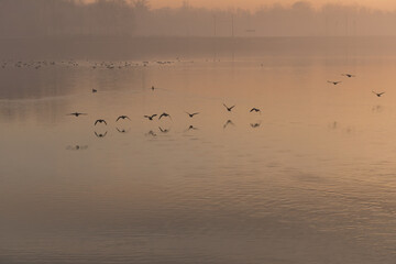 Kaczki lecące nad wodą, Śląsk.  © Elżbieta Kaps