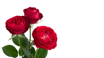 Obraz premium Three vibrant red roses with green stems isolated on a clean white background
