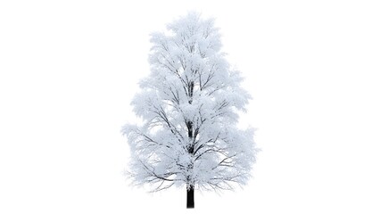 A large deciduous tree stands tall covered in pristine white snow and delicate frost on its branches, isolated on white background