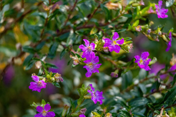 Close-up of the tiny, violet-purple flowers and small leaves of Mexican Heather (Cuphea hyssopifolia), commonly called Hawaiian Heather or Elfin Herb, thriving in a sunny garden.