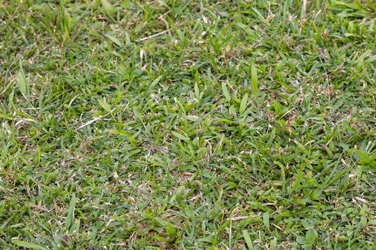 Vibrant, close-up texture background of a dense mat of healthy, bright green Bermuda Grass (Cynodon dactylon), also known as Couch Grass. Perfect for abstract nature concepts.