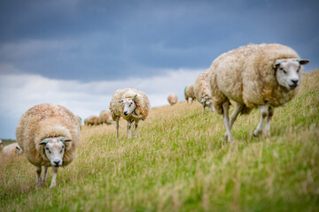 Sheep in the meadow on a dike on Texel.
An island in the north of the Netherlands.