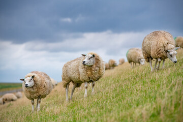 Sheep in the meadow on a dike on Texel.
An island in the north of the Netherlands.