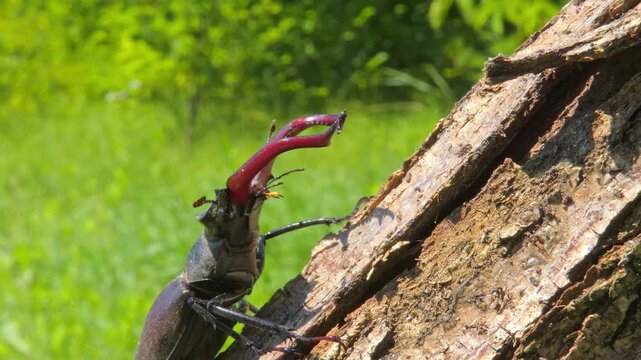 Large black insect stag beetle (Lucanus cervus) with large mandible in natural environment close-up crawling on branch