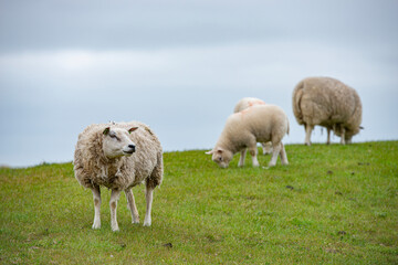 Sheep in the meadow on a dike on Texel.
An island in the north of the Netherlands.