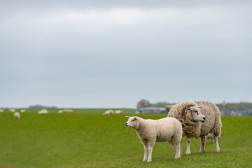 Sheep in the meadow on a dike on Texel.
An island in the north of the Netherlands.