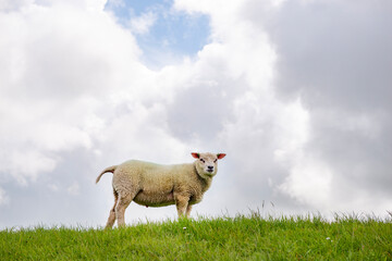Sheep in the meadow on a dike on Texel.
An island in the north of the Netherlands.