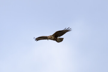 Obraz premium Long-legged Buzzard (Buteo rufinus) Flying Over Limassol Sky