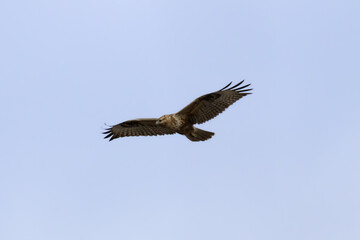 Long-legged Buzzard (Buteo rufinus) Flying Over Limassol Sky