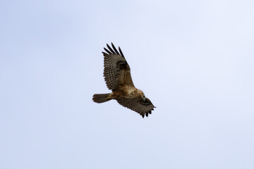 Long-legged Buzzard (Buteo rufinus) Flying Over Limassol Sky