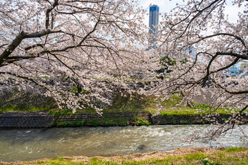Sakura tunnel and walkway with japanese cherry blossom trees full blooming along Matsukawa River Cherry Blossoms. Toyama, Japan.