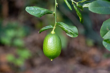 Close-up of a fresh, bright green lime fruit (Citrus limon) still hanging naturally from a small twig on a lime tree in a sunny garden or orchard. Healthy, organic food concept.