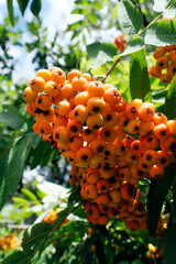 Koniec lata, dojrzewające owoce  jarzębiny zwyczajnej, (Sorbus aucuparia L.).  Na skraju lasu widać dojrzewające owoce jarzębiny, owoce jej zwiastują nadchodzący koniec lata, jednak stanowią spirzarni © JDziedzic