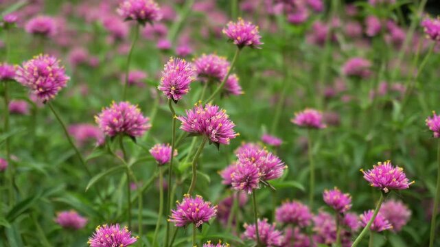 Pink globe amaranth flowers blooming in a lush garden. Soft focus background, vibrant color and natural motion ideal for wellness, botanical visuals, relaxation videos and nature-themed projects.