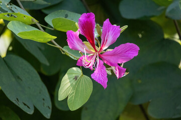 Close-up of a beautiful, vibrant purple flower blossom from the Bauhinia (Bauhinia purpurea), also known as the Orchid Tree, Butterfly Tree, or Camel's Foot Tree, blooming in a tropical garden.