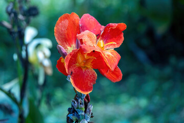 Vibrant close-up of a bold orange Canna Lily flower (Canna indica), also known as Indian Shot, blooming in a tropical garden. This ornamental perennial plant features large, eye-catching petals.