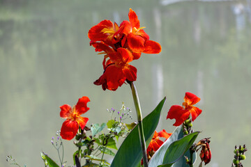 Beautiful close-up of multiple orange Canna Lily (Canna indica) blooms, an ornamental perennial plant (Indian Shot) known for its large, vibrant flowers and use in tropical landscaping.