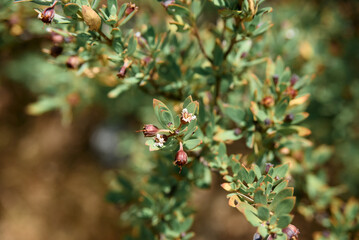 Pemphis acidula is a hardy coastal shrub or small tree commonly found along tropical shorelines. It thrives in rocky and sandy coastal habitats, tolerating salt spray and strong winds