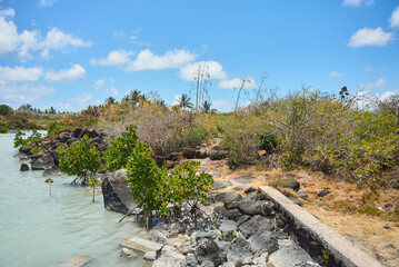 A tranquil Mauritius bay featuring lush mangrove trees along the shoreline and clear turquoise waters. This coastal ecosystem is vital for marine life, shoreline protection, and biodiversity