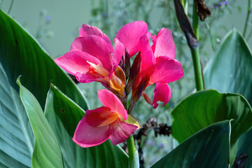 Stunning close-up of a delicate pink Canna Lily (Canna indica), the ornamental Indian Shot plant, showing its large, intricate bloom and green foliage against a soft garden background.