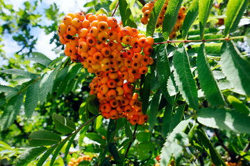 Koniec lata, dojrzewające owoce  jarzębiny zwyczajnej, (Sorbus aucuparia L.).  Na skraju lasu widać dojrzewające owoce jarzębiny, owoce jej zwiastują nadchodzący koniec lata, jednak stanowią spirzarni © JDziedzic