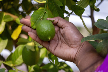 Close-up shot of a female hand gently holding a fresh, bright green Lime (Citrus limon) still hanging on a leafy tree twig, illustrating organic farming and freshness.