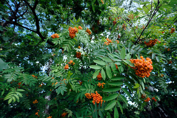 Koniec lata, dojrzewające owoce  jarzębiny zwyczajnej, (Sorbus aucuparia L.).  Na skraju lasu widać dojrzewające owoce jarzębiny, owoce jej zwiastują nadchodzący koniec lata, jednak stanowią spirzarni © JDziedzic
