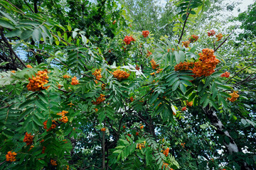 Koniec lata, dojrzewające owoce  jarzębiny zwyczajnej, (Sorbus aucuparia L.).  Na skraju lasu widać dojrzewające owoce jarzębiny, owoce jej zwiastują nadchodzący koniec lata, jednak stanowią spirzarni © JDziedzic