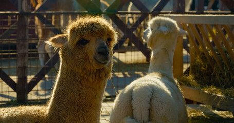 Obraz premium Visitors to the alpaca farm interact with friendly alpacas, exploring the serene environment filled with greenery and farm activities. This location is perfect for animal lovers and families.