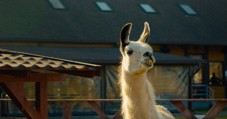 Fototapeta premium Experience the lively atmosphere of a llama farm where these charming animals greet visitors in the sun. Join in on fun activities and learn more about them.
