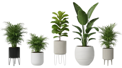 A beautiful collection of five assorted indoor plants in stylish decorative pots isolated on transparent background