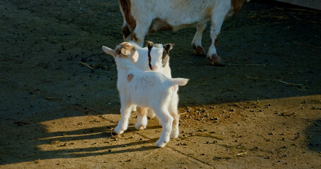 Playful baby goats wander around a sunny farm, curiously inspecting their surroundings. The bright...