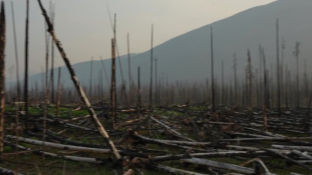 Slow-Motion Panoramic View of Burned Forest in Jasper National Park
