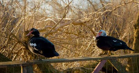 Two ducks rest on a wooden fence amidst bare trees and a peaceful environment. The tranquil scene captures the beauty of nature and the charm of these waterfowl in their habitat.